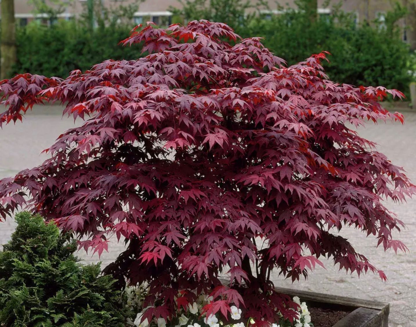 Acer p. &#39;Fireball&#39;