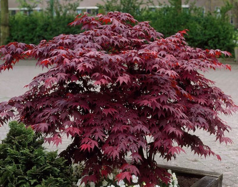 Acer p. &#39;Fireball&#39;