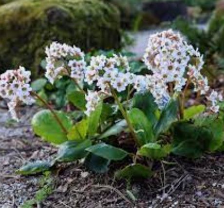 Bergenia x &#39;Bressingham White&#39;