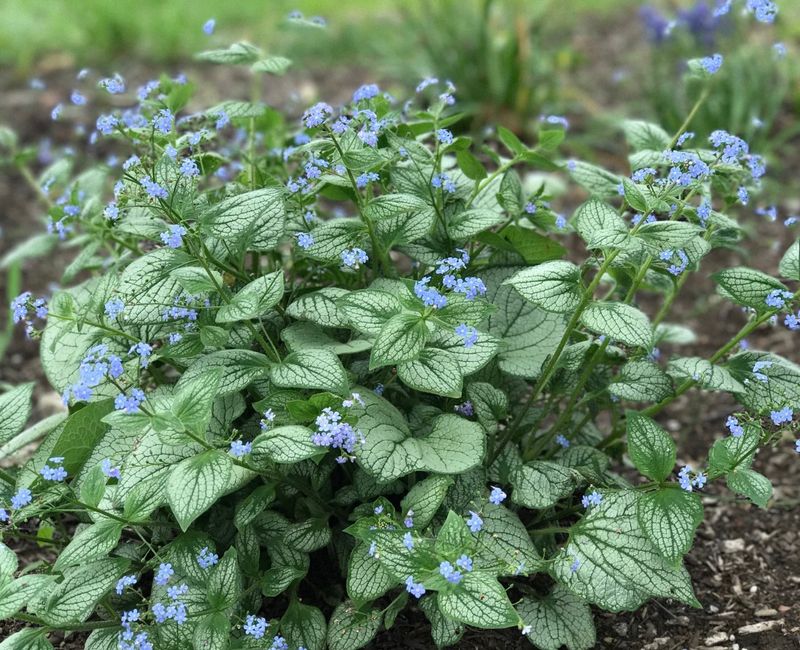 Brunnera m. &#39;Sea Heart&#39;