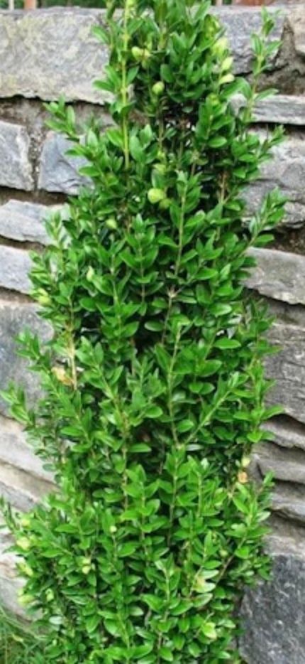 Buxus s. &#39;Graham Blandy&#39;