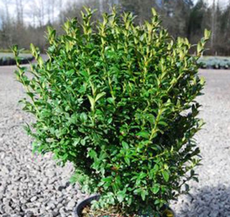 Buxus m. k. &#39;Julia Jane&#39;