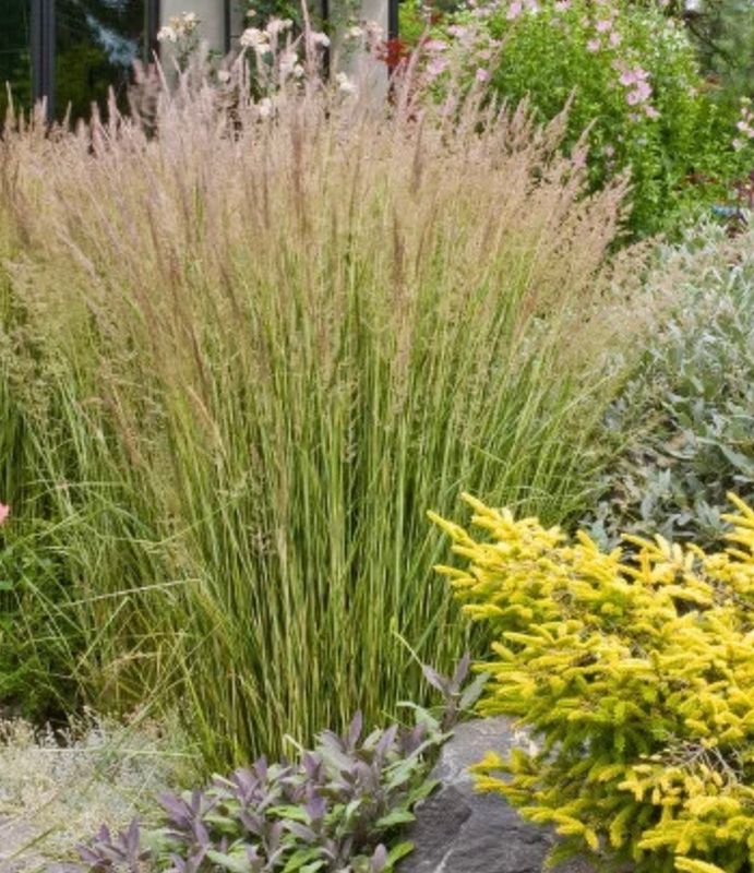 Grass, Calamagrostis x a. &#39;Avalanche&#39; #1