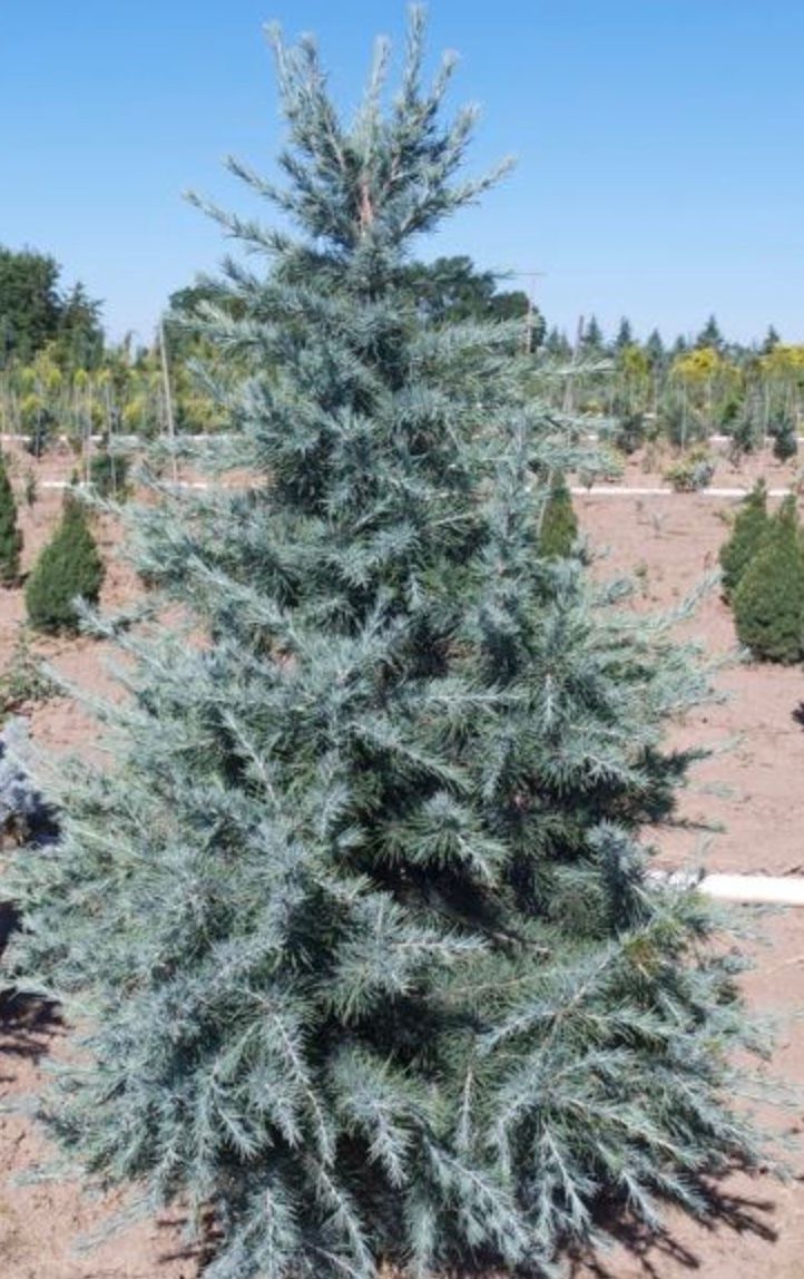 Cedrus d. &#39;Electra&#39;