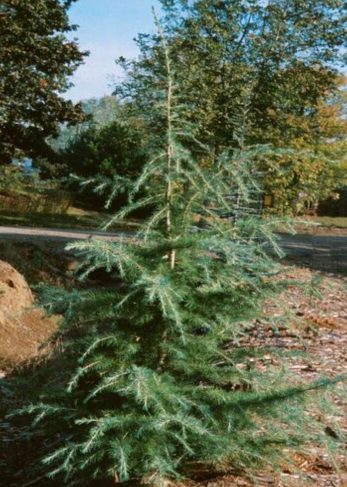 Cedrus d. &#39;Kashmir&#39;