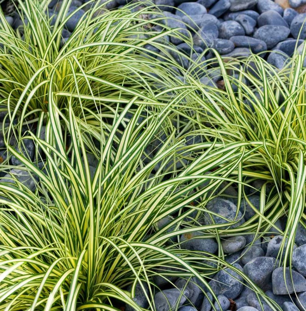 Grass, Carex o. &#39;Evergold&#39;