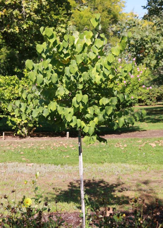 Cercis c. &#39;Northern Lites&#39;