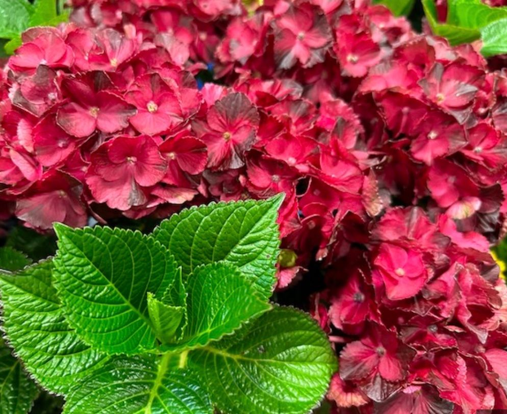 Hydrangea m. &#39;Cherry-Go- Round&#39;