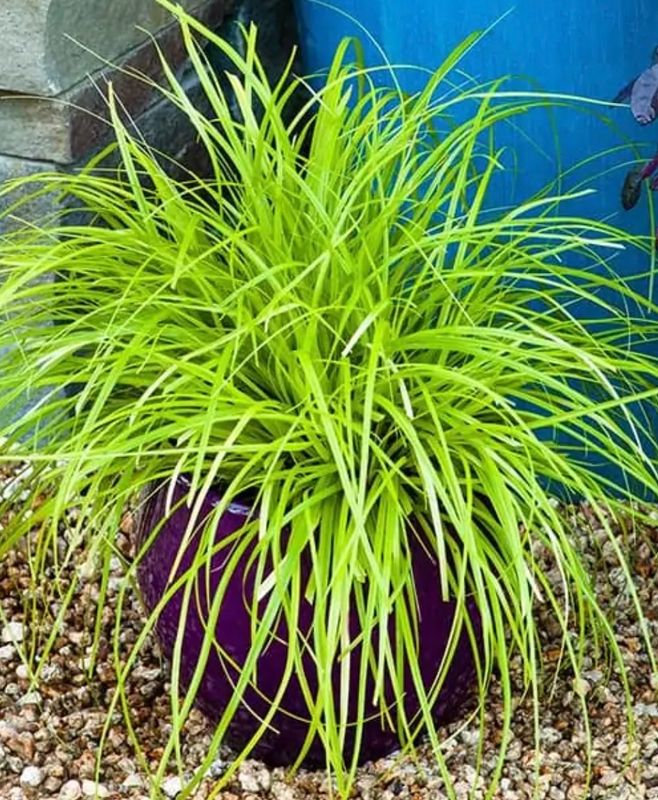 Grass, Carex o. &#39;Evercolor Everillo&#39;