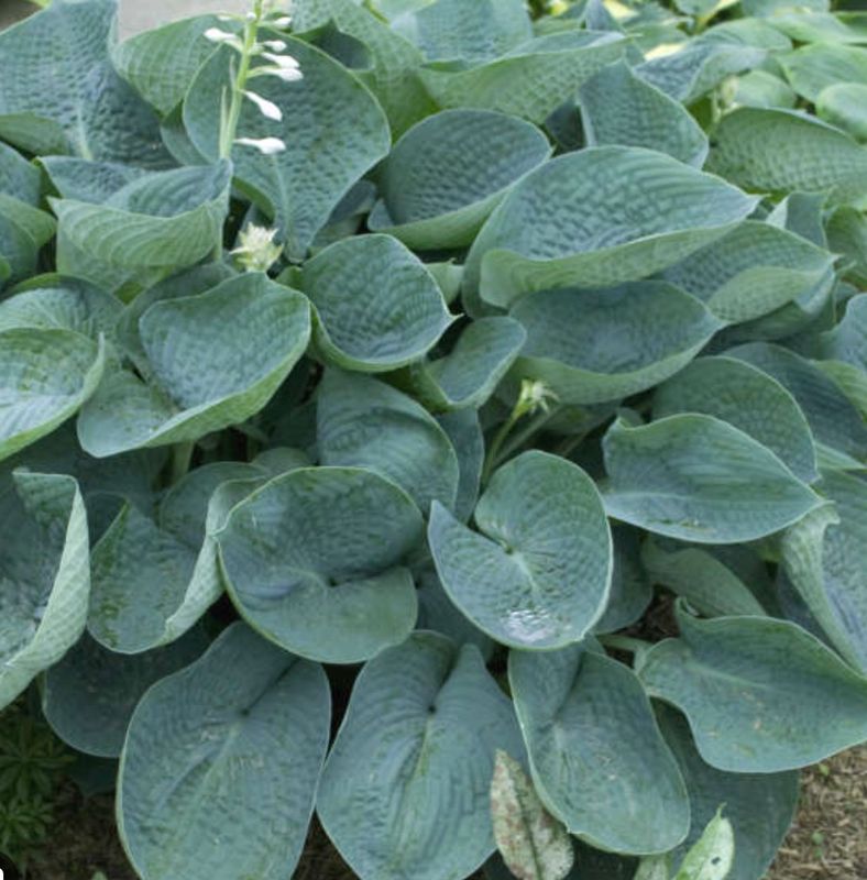 Hosta &#39;Abiqua Drinking Gourd&#39;
