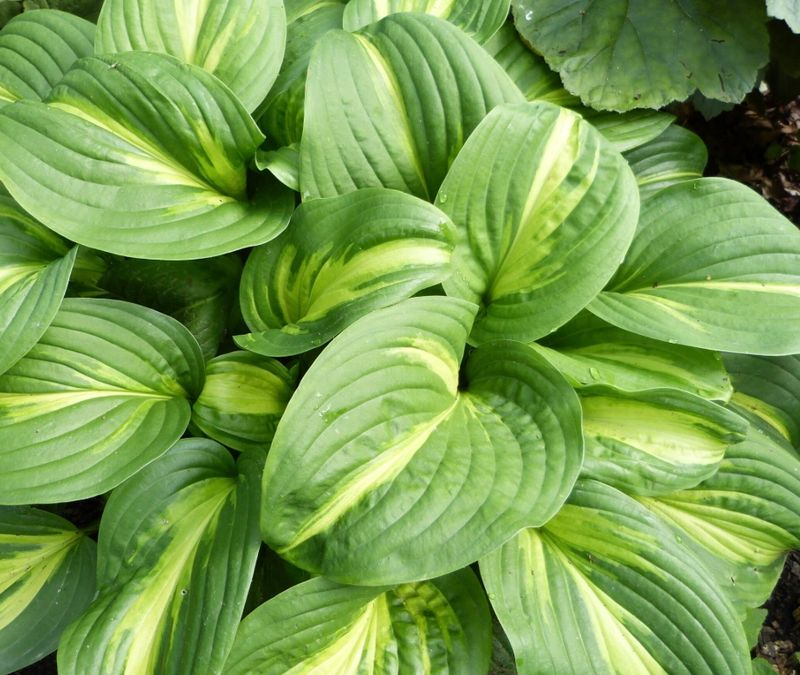 Hosta &#39;Emerald Charger&#39;