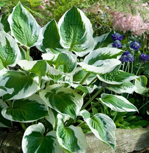 Hosta &#39;Patriot&#39;