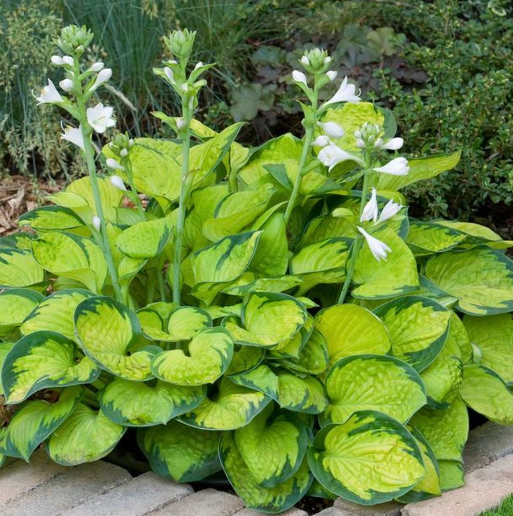 Hosta &#39;Rainforest Sunrise&#39;
