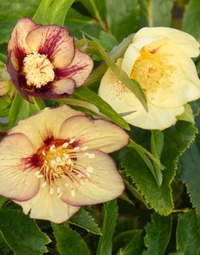 Helleborous &#39; Winter Jewels Golden Sunrise&#39;