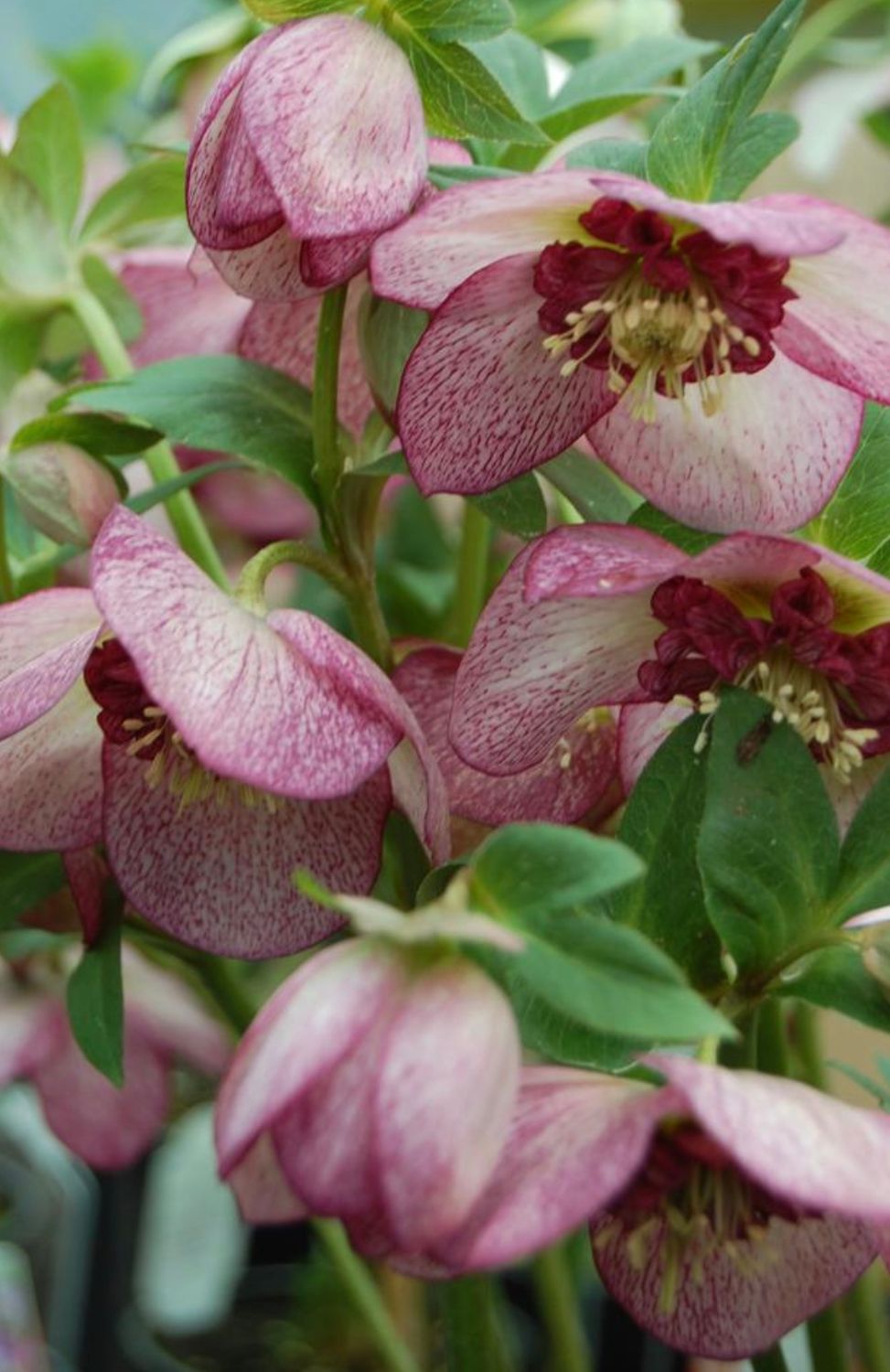 Helleborous &#39;Winter Jewels Cherry Blossom&#39;