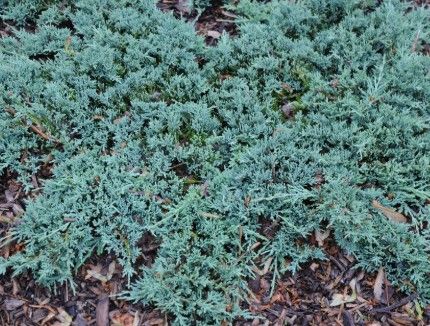 Juniperus h. &#39;Blue Ice&#39;