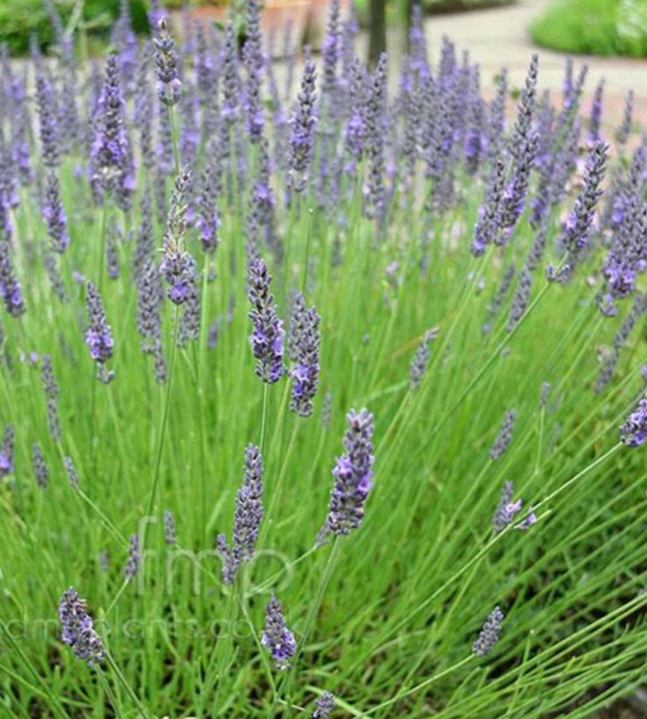 Lavandula x i. &#39;Grosso&#39;