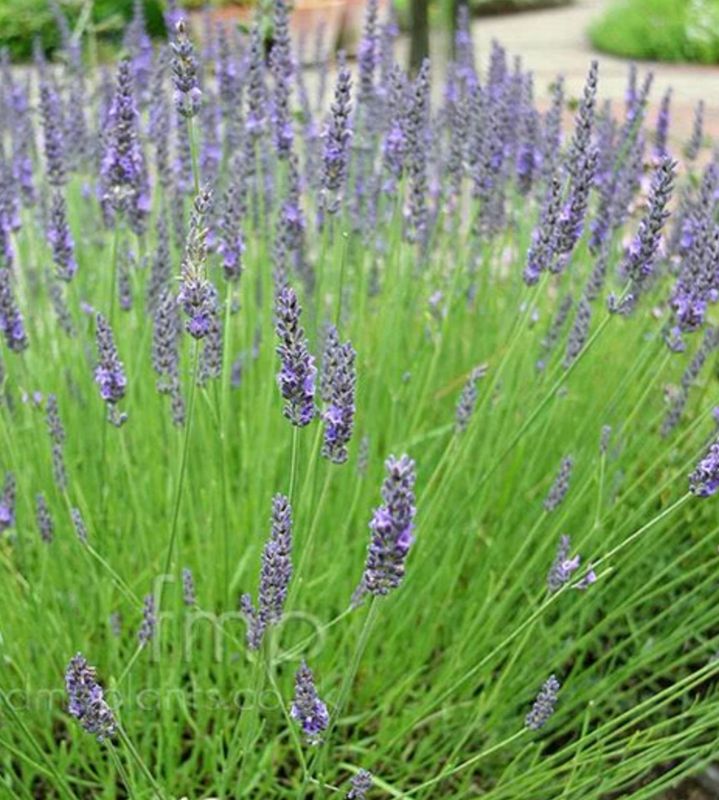 Lavandula x i. &#39;Grosso&#39;