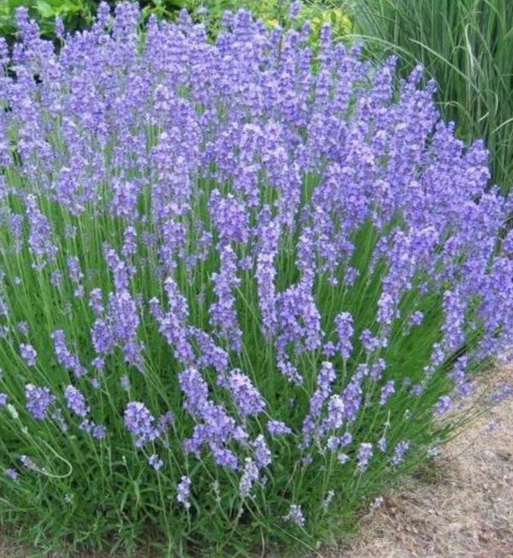 Lavandula x i. &#39;Phenomenal&#39;