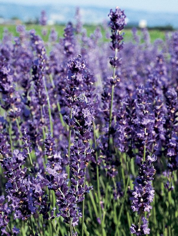 Lavandula x i. &#39;Provence&#39;