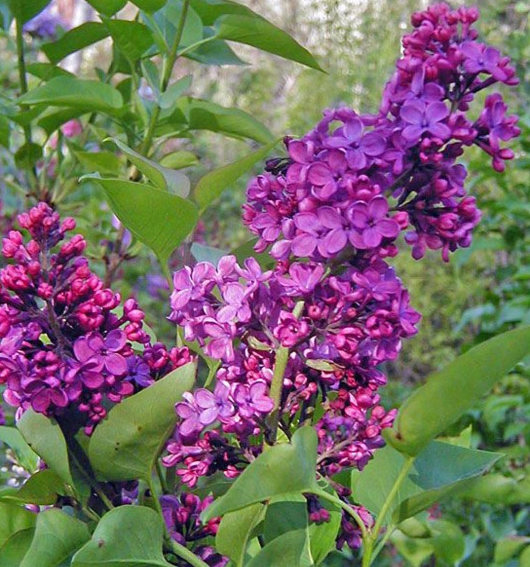 Syringa v. &#39;Ludwig Spaeth&#39;