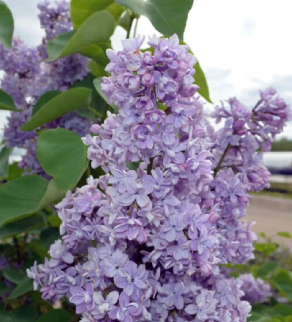 Syringa v. &#39;President Grevy&#39;