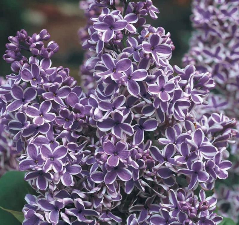 Syringa v. &#39;Sensation&#39;