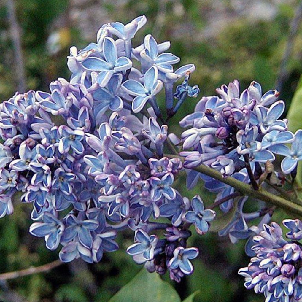 Syringa v. &#39;Wonderblue&#39;