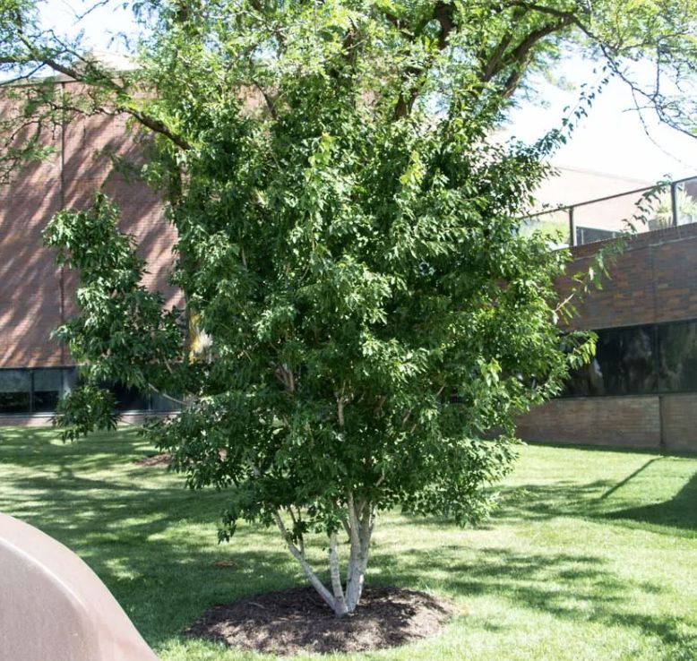 Acer g. 'Flame' M/S Acer g. 'Flame' M/S