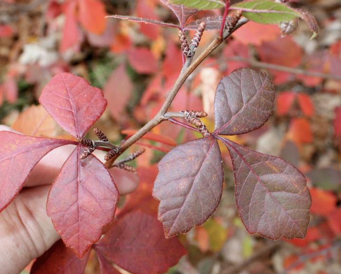 Rhus a. 'Gro-Low' Rhus a. 'Gro-Low'