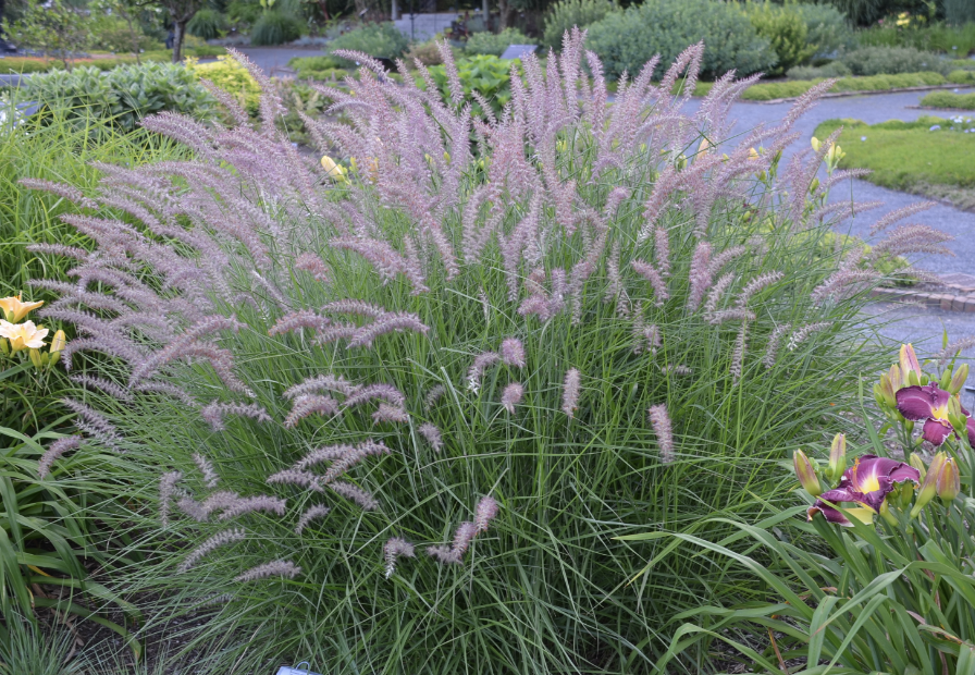 Grass, Pennisetum o. 'Karley Rose' #1