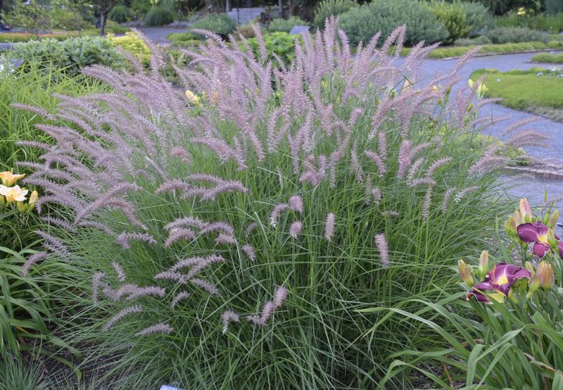 Grass, Pennisetum o. 'Karley Rose' #1 Grass, Pennisetum o. 'Karley Rose' #1