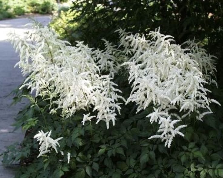 Astilbe j. 'Deutschland' #1 Astilbe j. 'Deutschland' #1