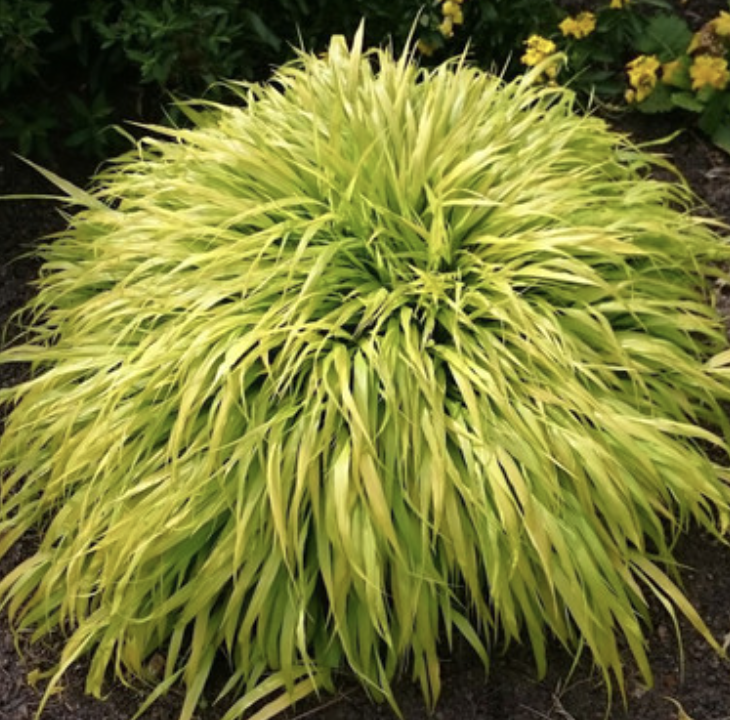 Hakonenchloa m. 'All Gold' #1