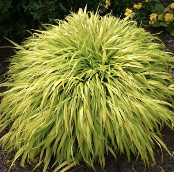 Hakonenchloa m. 'All Gold' #1
