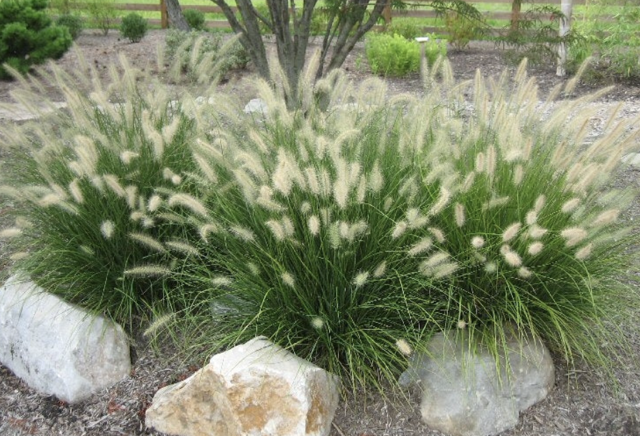 Grass, Pennisetum a. 'Hameln' #1