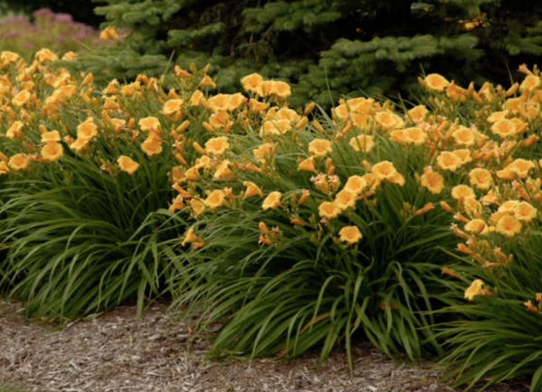 Hemerocallis 'Stella de Oro' #1