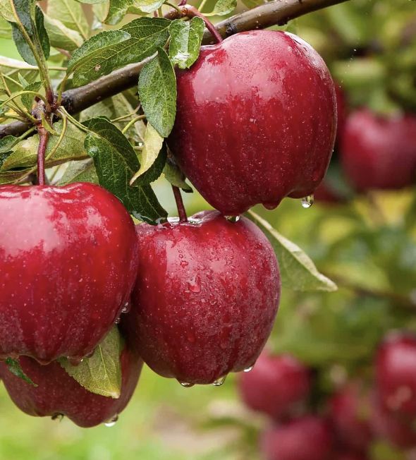Fruit, Apple 'Red Delicious' #5