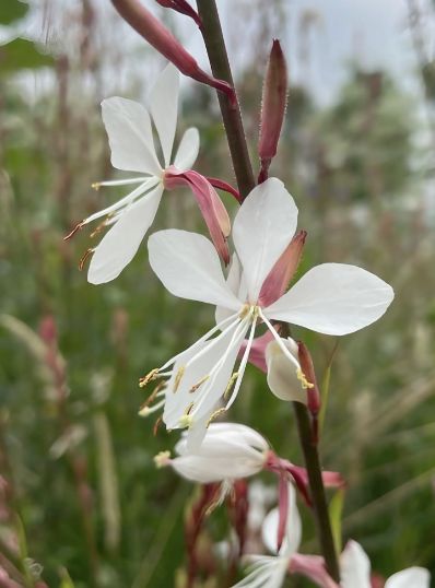 Gaura lind. 'The Bride' #1 Gaura lind. 'The Bride' #1