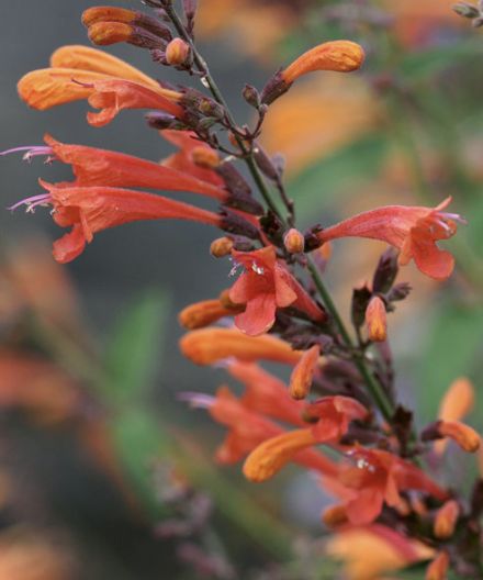 Agastache a. 'Coronado' #1 Agastache a. 'Coronado' #1