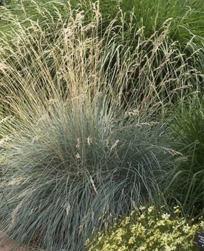 Grass, Helictotrichon s. 'Blue Oat' #1 Grass, Helictotrichon s. 'Blue Oat' #1
