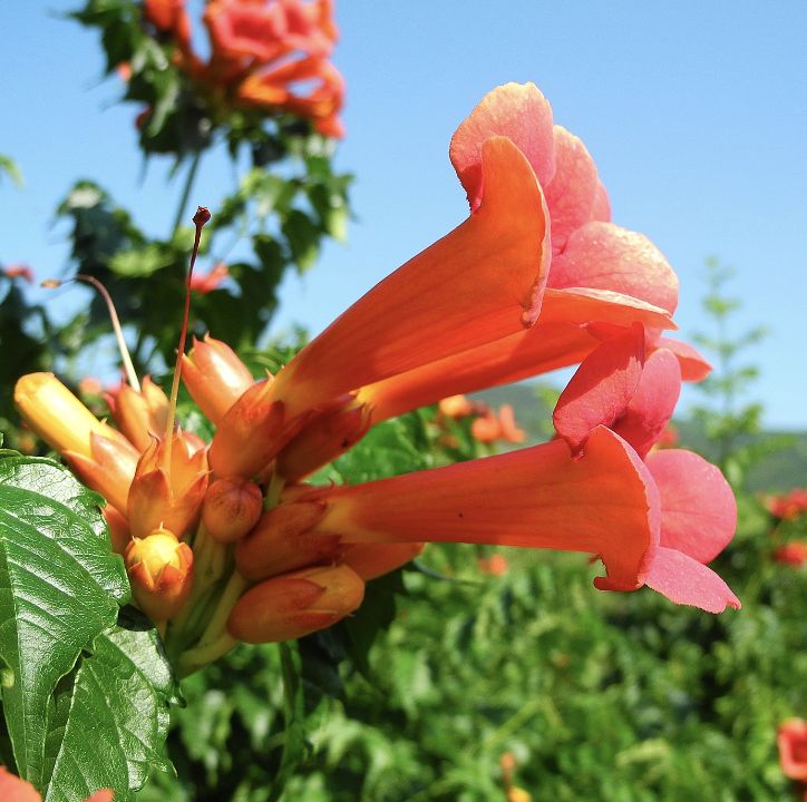 Campsis r. 'Trumpet Vine' #1 Campsis r. 'Trumpet Vine' #1