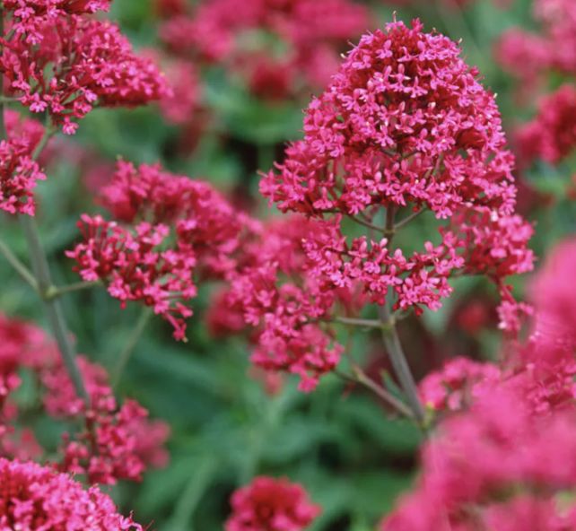 Centranthus ruber Coccineus #1 Centranthus ruber Coccineus #1