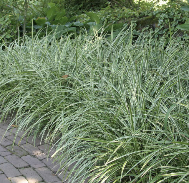 Grass, Carex m. 'Ice Dance' #1