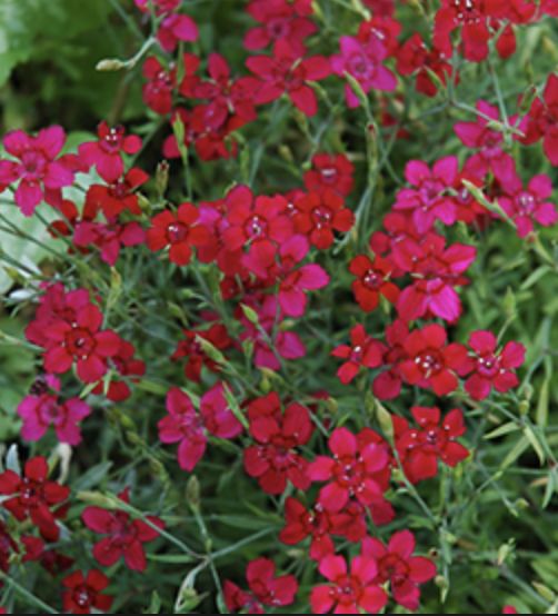 Dianthus d. 'Flashing Lights' #1 Dianthus d. 'Flashing Lights' #1