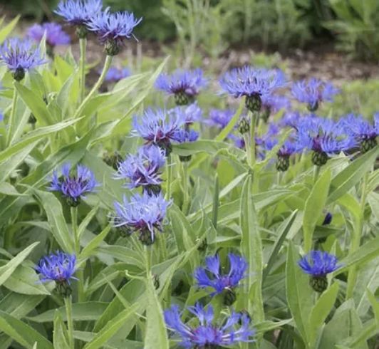 Centaurea montana #1 Centaurea montana #1