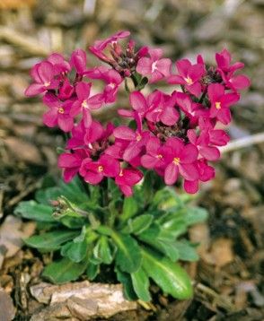 Arabis b. 'Red Sensation' #1 Arabis b. 'Red Sensation' #1