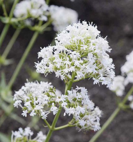 Centranthus ruber 'Snow Cloud' #1 Centranthus ruber 'Snow Cloud' #1
