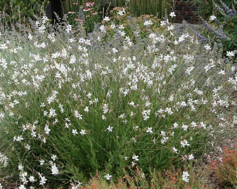 Gaura l. 'Sparkle White' #1