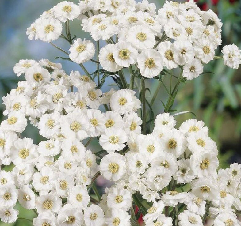 Achillea ptarmica 'Double Diamond' #1 Achillea ptarmica 'Double Diamond' #1